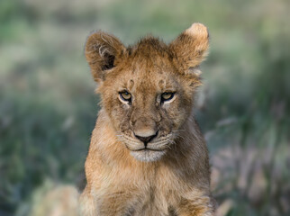 Fototapeta premium Young Lion Cub closeup portrait in African Savanna on blur background