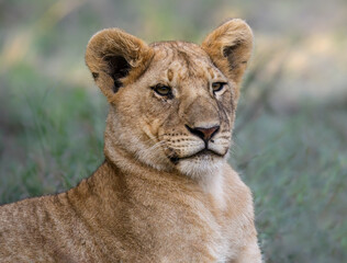 Lion Cub in Grassland Habitat, Closeup Portrait