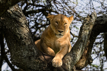 Female Lion Resting in Tree Branches in African Savannah
