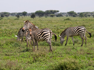Plains Zebras with Foal Grazing in African Savannah Landscape