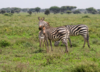 Plains Zebras with Foal Grazing in African Savannah Landscape