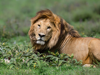 Naklejka premium Male Lion Resting in Green Savannah Habitat