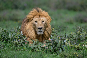 Male Lion Resting in Green Savannah Habitat