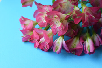 Beautiful floral alstroemeria background. Alstroemeria flowers are colorful.