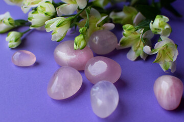Natural rose quartz stones and alstroemeria flowers on purple background. Healing crystals.