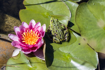 Teichfrosch (Pelophylax esculentus), Wasserfrosch