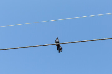 Looking up at a Great-tailed Grackle bird on a power line, Phoenix.