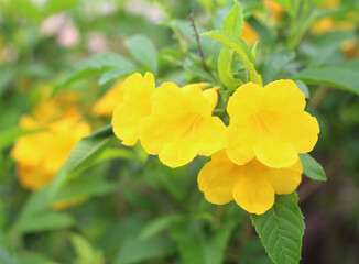 Beautiful flowers in the backyard