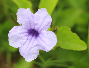 Beautiful flowers in the backyard
