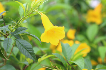 Beautiful flowers in the backyard