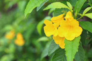Beautiful flowers in the backyard