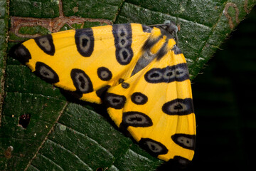 Borboleta de cor amarelo e manchas prestas sobre as asas. 