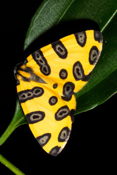 Borboleta de cor amarelo e manchas prestas sobre as asas. 