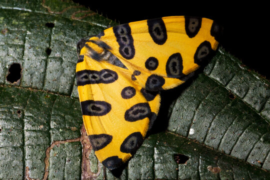 Borboleta de cor amarelo e manchas prestas sobre as asas. 