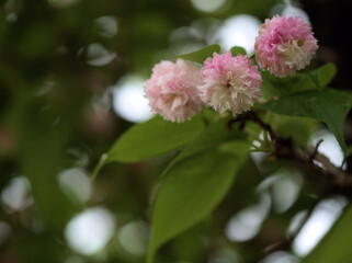 5月に美しく咲いたサクラ「兼六園菊桜（ケンロクエンキクザクラ）」