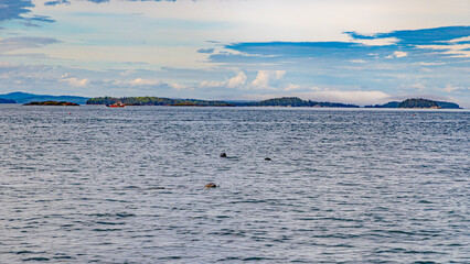 Saint andrews in canada in new Brunswick bay atlantic ocean