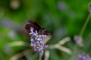 A wild indigo duskywing (erynnis baptisiae) gathering nectar from a lupine flower.