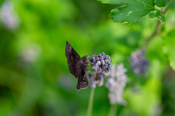 A wild indigo duskywing (erynnis baptisiae) gathering nectar from a lupine flower.