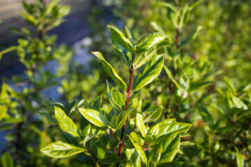 green leaves in the wind