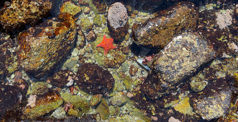 Close-Up View of a Bright Orange Bat Star (Patiria miniata), Found on a Tide Pool in Pacific Grove, Monterey Bay, California. 