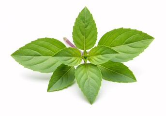 Fresh Green Basil Leaves Culinary Herb, Aromatic Plant