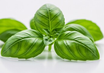 Obraz premium Fresh Green Basil Leaves Culinary Herb Close-Up
