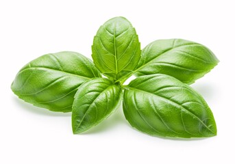 Fresh Green Basil Leaves Culinary Herb, Aromatic, Fragrant, and Vibrant