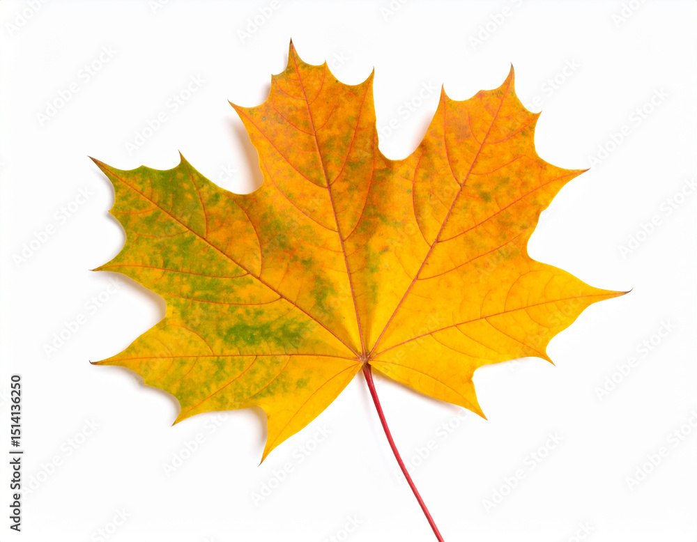 Poster autumn maple leaf isolated on transparent background isolated on transparent background