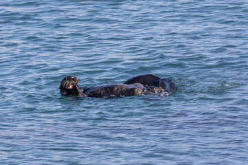 Fototapeta premium Sea otters playing in Morro Bay