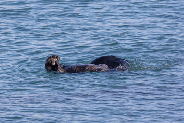 Fototapeta premium Sea otters playing in Morro Bay