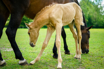 Cute small isabelle horse on the meadow. 