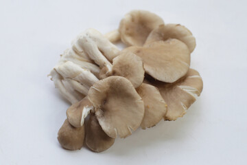 Oyster mushroom or lung oyster