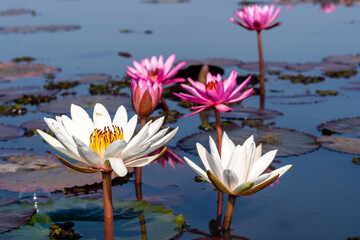 Close up Macro White lotus along with Red Lotus with focal blur as background blooming in the...