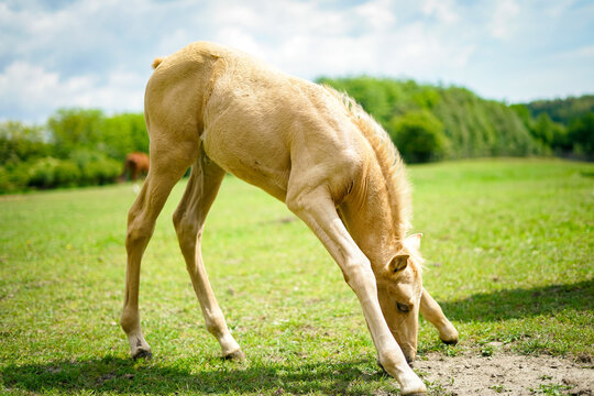 Cute small isabelle horse on the meadow. 