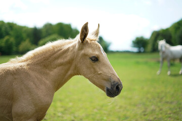 Cute small isabelle horse on the meadow.

Język sł&oacute;w kluczowych: English