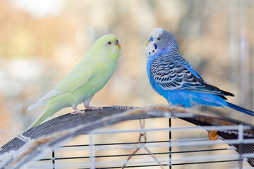 Two domestic wavy parrots sit on the cage