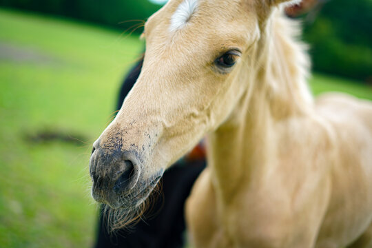 Cute small isabelle horse on the meadow. 