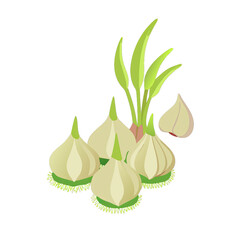 Garlic bulbs with their vibrant green shoots are depicted in a cut out style highlighting the freshness and beauty of the produce for artistic purposes