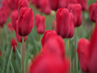 4月に美しく咲いた赤いチューリップ「レッドプラウド」