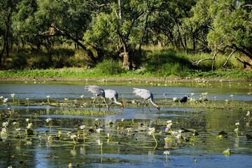 Camooweal Billabong