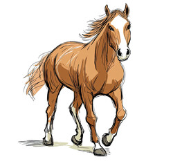 Obraz premium Brown horse running isolated on transparent background in vector format