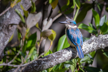 A Forest Kingfisher perched on a branch