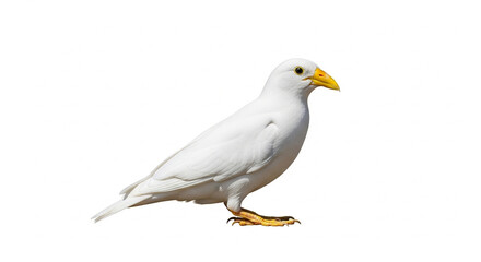 Fototapeta premium seagull isolated on white background