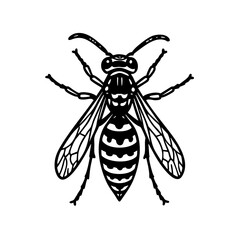 Paper Wasp Doodle Art - Order Hymenoptera
