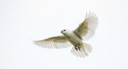 Obraz premium white dove in flight