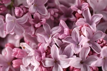 Many beautiful lilac flowers as background, above view