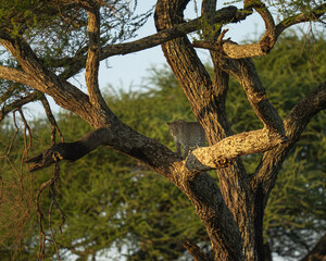 Leopard in the crook of a tree at sunset after dropping her food