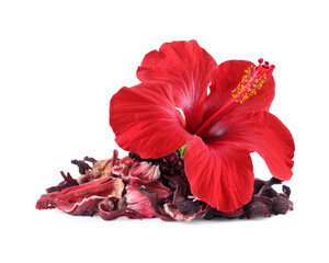 Red hibiscus flower and dried calyces on white background