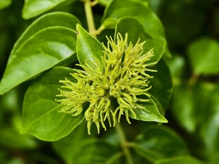 star jasmine plant (Jasminum multiflorum) before the flowers appear