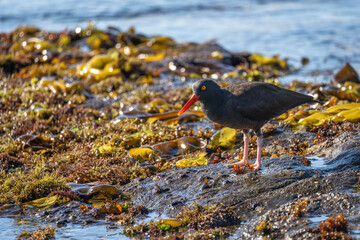 Black Oystercatcher (Haematopus bachmani) standing near the ocean